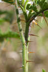 Sticky nightshade